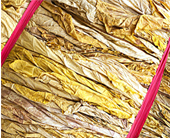 Tobacco Leaves
